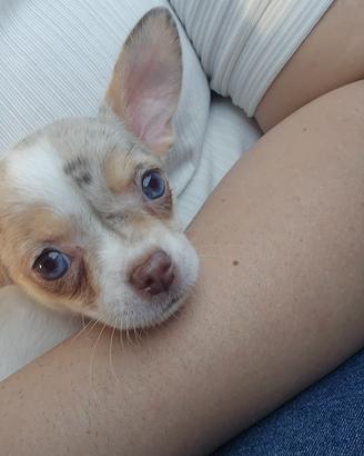 Cucciola di chihuahua femmina