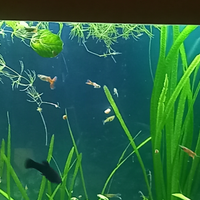 Guppy normali e guppy endler