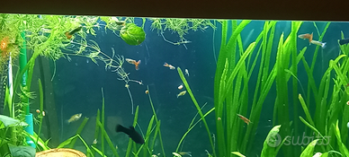 Guppy normali e guppy endler