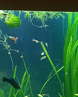 Guppy normali e guppy endler