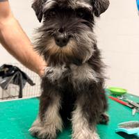 Cucciolo schnauzer nano nero argento