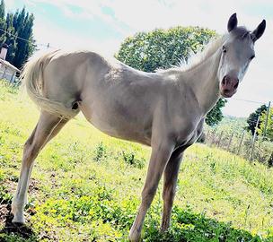 puledra quarab un anno 