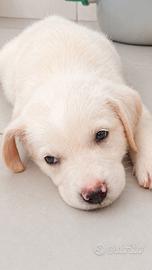 Cuccioli mamma labrador