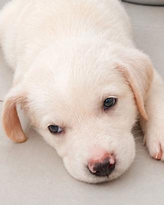 Cuccioli mamma labrador