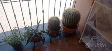 piante grasse e spinose.