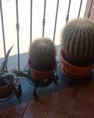 piante grasse e spinose.