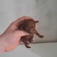 Barboncini toy e mini toy