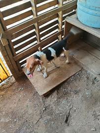 Cane da caccia