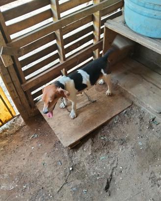 Cane da caccia