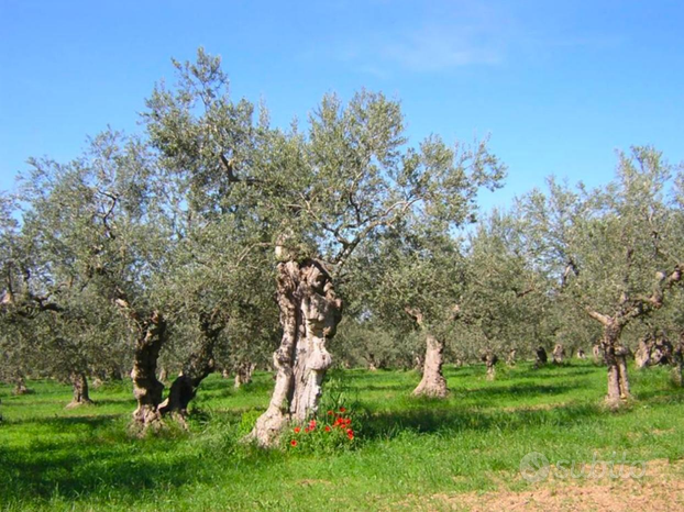 Terreno a sassari