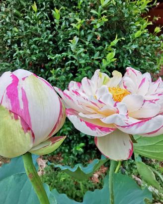Fiori di loto