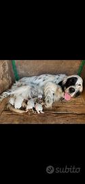 Cuccioli setter inglese
