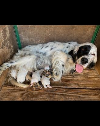 Cuccioli setter inglese