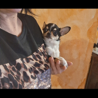 Ceduto Chihuahua mini