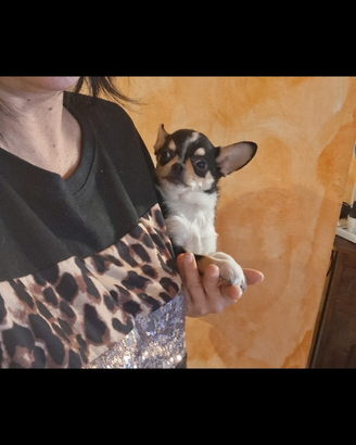 Ceduto Chihuahua mini