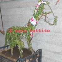 piante