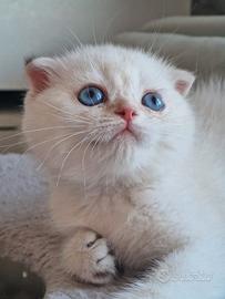 Scottish fold