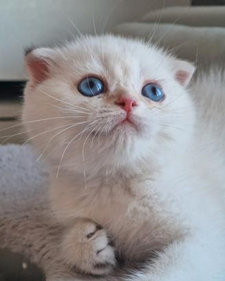 Scottish fold