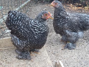 galli e galline Cocincina nana