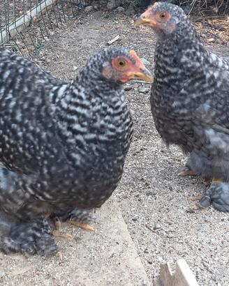 galli e galline Cocincina nana