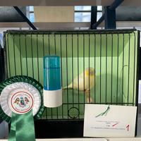 Canarini Gloster 2025