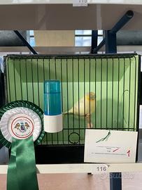 Canarini Gloster 2025