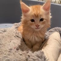 Splendidi Cuccioli Maine Coon