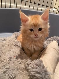 Splendidi Cuccioli Maine Coon