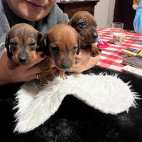 Cuccioli bassotto nano