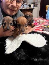 Cuccioli bassotto nano