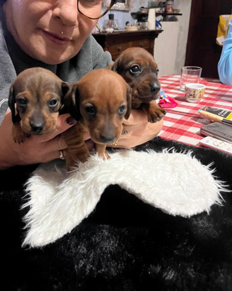 Cuccioli bassotto nano
