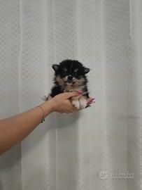 Spitz nano volpino