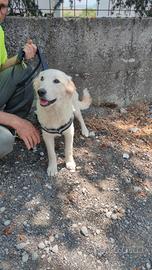 Dolce Matilde nessuna richiesta per te