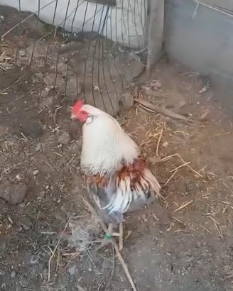 Tris araucana ( uova azzurre )