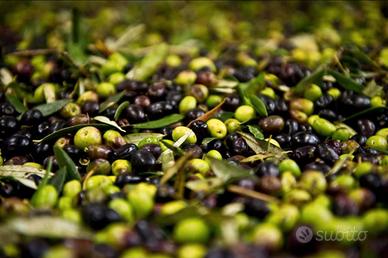 Raccolta olive 2026