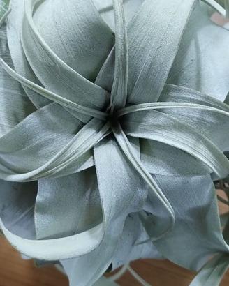 Tillandsia xerographica