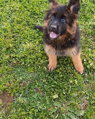 Girl di pastore tedesco pelo lungo