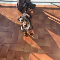 Bassotto arlecchino disponibile per monta