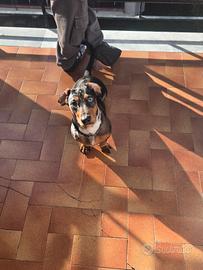 Bassotto arlecchino disponibile per monta