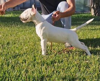 Cucciolo di bull terrier