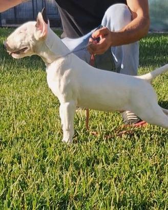 Cucciolo di bull terrier