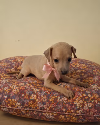 Cuccioli di piccolo levriero italiano