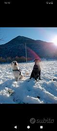 Cuccioli di labrador