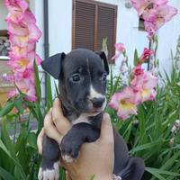 Amstaff cuccioli American Staffordshire Terrier