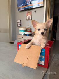 Chihuahua