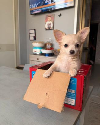 Chihuahua