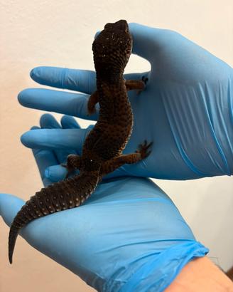 Geco leopardino
