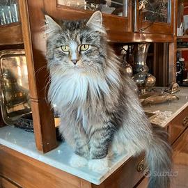 Gattini di main Coon