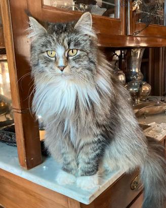 Gattini di main Coon