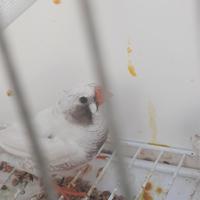 Diamantini guancia nera